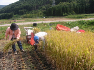 稲刈り