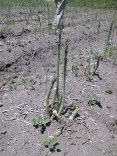 �����ς炳��ł�