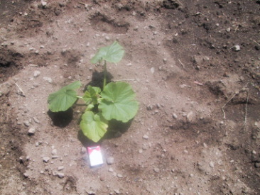 �n�A������܂���