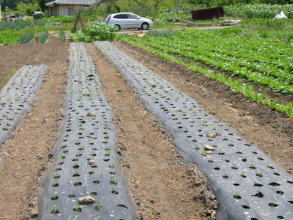 �ɂ񂶂񂾂��ĕ����Ȃ����[