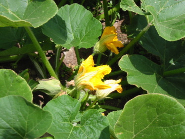 �͂Ȃ���������