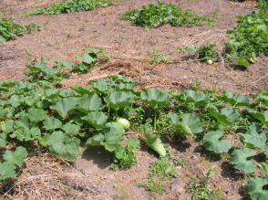 �ڂ��͗m�H�̃p�C�ɂȂ肽��