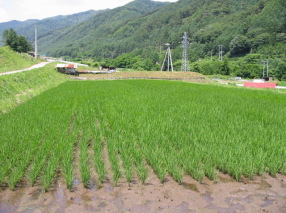 �ĕS�U�ɂ͑���܂���