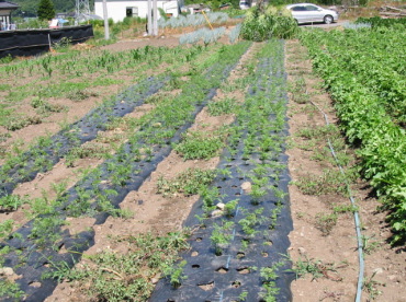 �ɂ񂶂񂷂�����