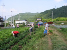 �卪���n��