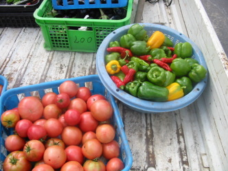 �s�[�}���E�g�}�g�ƂƂĂ����ꂢ�ł�