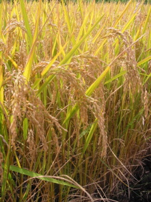 �앿���ǂ������ł�