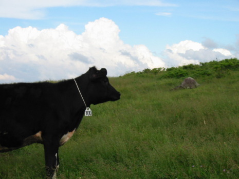 100�Ԃ�T���ĂˁB