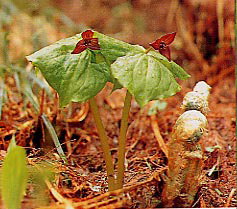 �G�����C�\�E