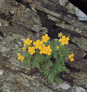 �C���L���o�C