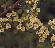 �C���V���c�P