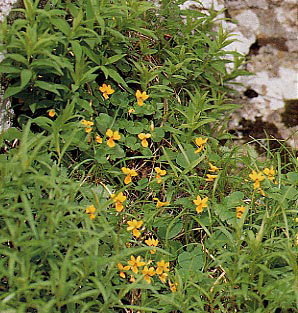 �L�o�i�m�R�}�m�c��