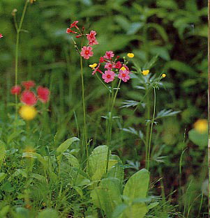 �N�����\�E