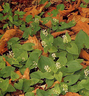 �}�C�d���\�E