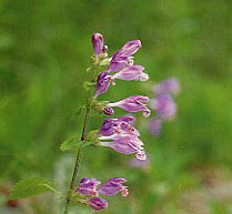 ���V���E�����J�Y��