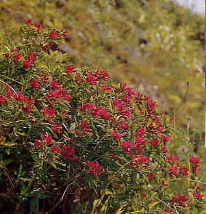 �V���W�N�\�E