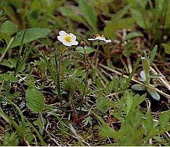 �V���o�i�m�w�r�C�`�S