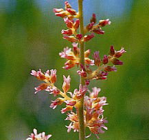 �`�_�P�T�V