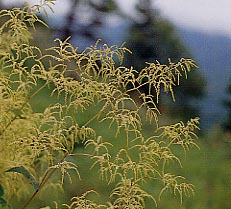 ���}�u�L�V���E�}