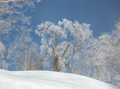 霧氷（イメージ）