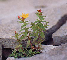 �A�J�e���I�g�M��