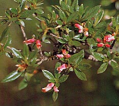 �`���E�W�R���c�c�W