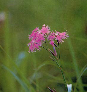 �G�]�J�����i�f�V�R