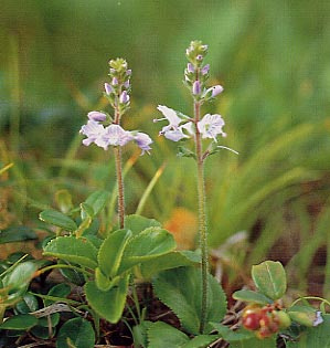 �O�����o�C�d��