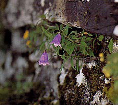 �q���V���W��