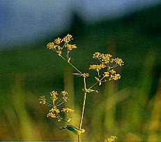 �z�^���T�C�R