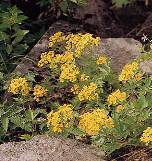 �R�L�����C�J