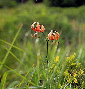 �R�I�j����