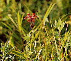 �R�E�����J