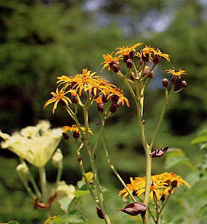 �}���o�_�P�u�L