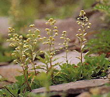 �~���}�I�g�R�����M