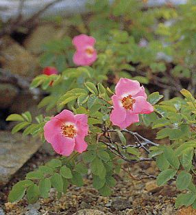 �^�J�l�o��