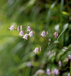 �E�c�N�V�V���W��