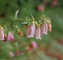 ���}�z�^���u�N��