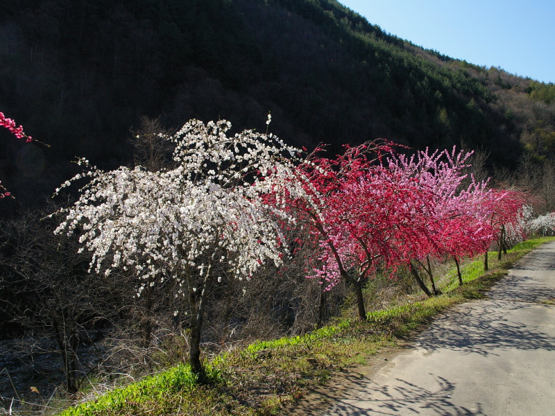 �]���̉ԓ��C���[�W