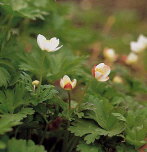 �j�����\�E�C���[�W