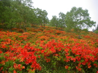 �����Q�c�c�W�C���[�W