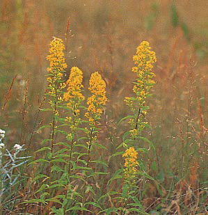 �A�L�m�L�����\�E