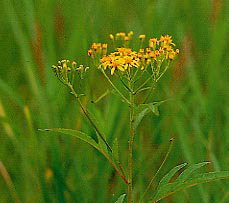 �n���S���\�E