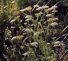 �C�u�L�{�E�t�E