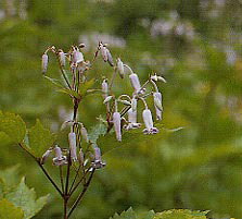 �N�T�{�^��