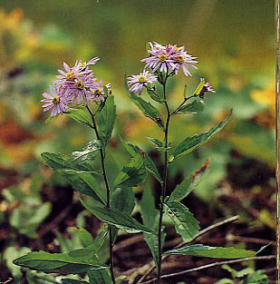 �m�R���M�N