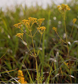 �I�~�i�G�V