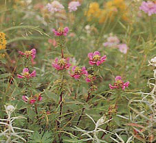 �V�I�K�}�M�N