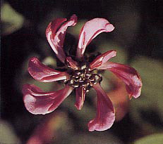 �g���G�V�I�K�}