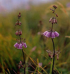 �c���K�l�j���W��